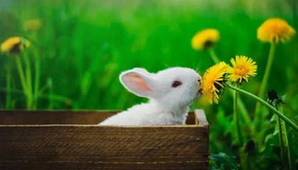 壹号娱乐手机版本-NBA-东契奇33+8 湖人116-110逆转独行侠